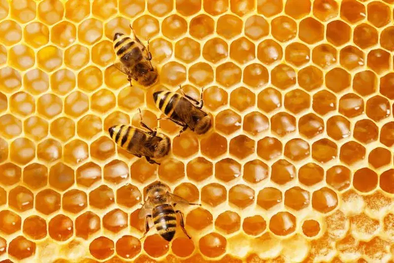 Bee Garden